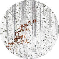 Anaglytpa White Birch Forest Wall Mural 144cm x 144cm