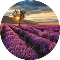 ANAGLYTPA LAVENDER IN THE PROVENCE WALL MURAL 144CM X 144CM