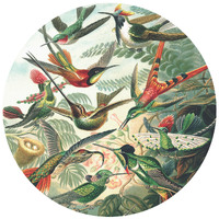 ANAGLYTPA HAECKEL - COLORFUL HUMMINGBIRDS WALL MURAL 144CM X 144CM