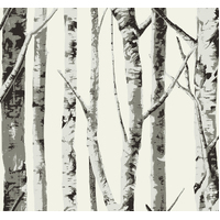 Winter Birch